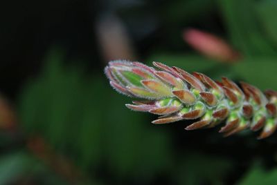 Close-up of a lizard