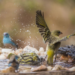 Close-up of bird flying over lake