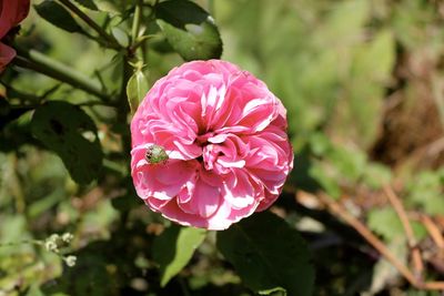 Close-up of pink flowers