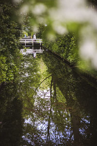 Low angle view of trees in forest