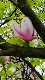 Close-up of pink flowers