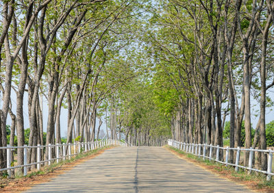 Footpath amidst trees in forest