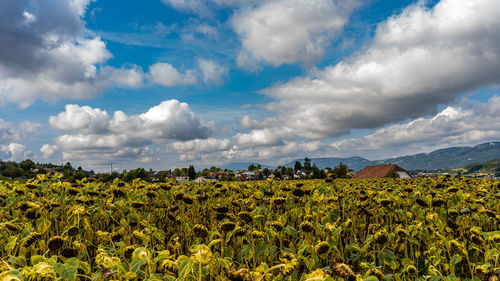 Plants growing on field against sky