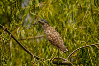 Close-up of bird perching on a plant