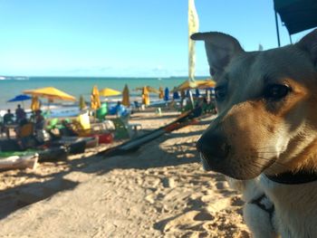 Close-up of dog at beach against sky