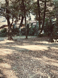 View of trees in forest