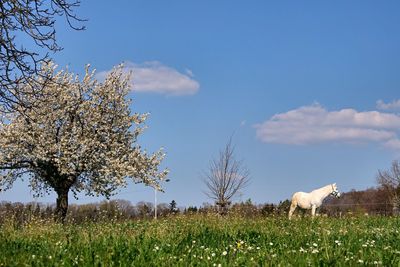 Scenic view of farm against sky