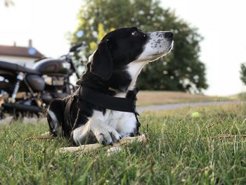 Dog looking away on field