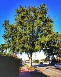 Street amidst trees against sky