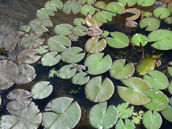 High angle view of water lily in lake