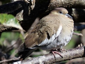 Closeup of a white winged dove