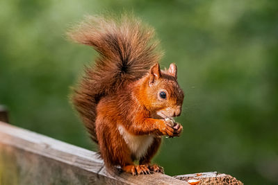 Close-up of squirrel on wood