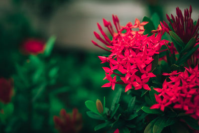 Close-up of red flowering plant