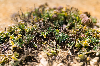 Close-up of fresh plants growing in field