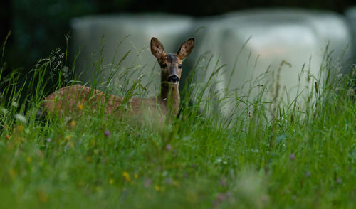 Deer standing on grass