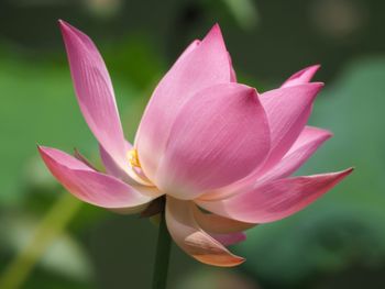 Close-up of pink flowers