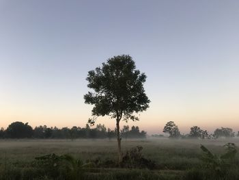 Tree on field against sky during sunrise