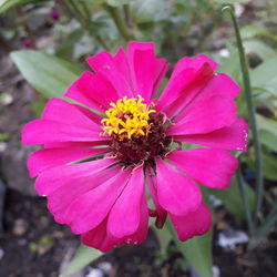 Close-up of pink flower