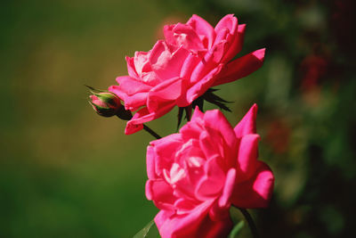 Close-up of insect on pink flower