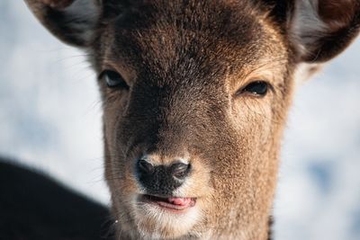 Close-up portrait of a deer sticking out its tongue