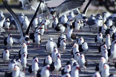 Black skimmers on footpath