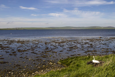 View of birds on beach against sky