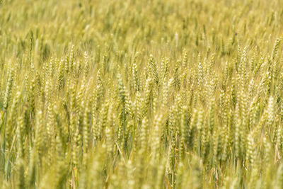 Crops growing on field