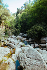 Stream flowing through rocks in forest