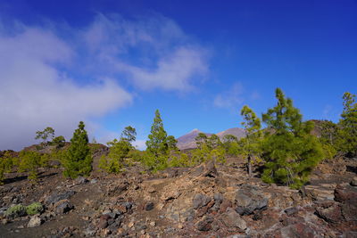 Plants growing on rocks against blue sky