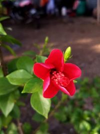 Close-up of red tulip blooming outdoors