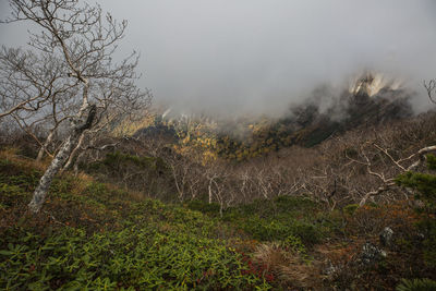 Plants growing on land against sky