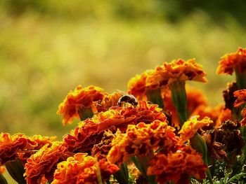 Close-up of orange marigold flowers blooming outdoors