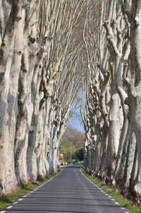 Empty road along trees