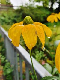 Close-up of yellow flowering plant