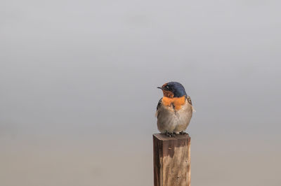 Close-up of bird perching on wooden post