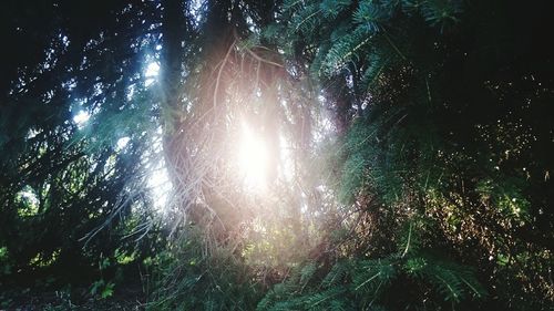 Low angle view of trees