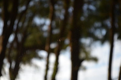 Close-up of water drops on pine tree