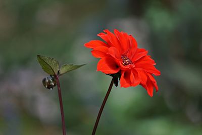 Close-up of red flower