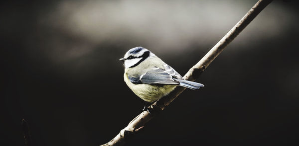 Close-up of bird perching on branch