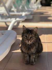 Portrait of cat relaxing on tiled floor