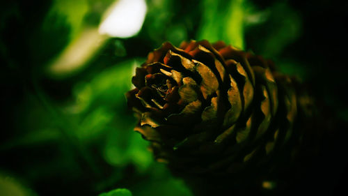 Close-up of pine cone