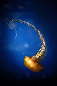 Close-up of jellyfish swimming in sea