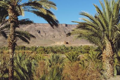 Palm trees on landscape against sky