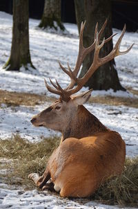 View of deer on snow covered land