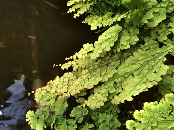 Close-up of leaves