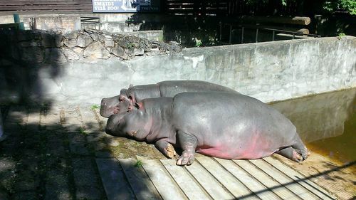 High angle view of hippopotamuses lying by pond at zoo