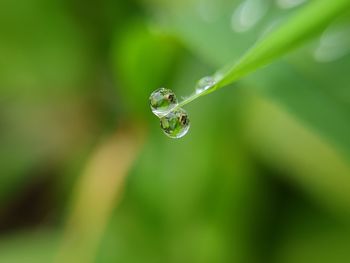 Close-up of water droplets on plant