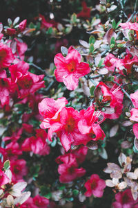 Close-up of pink flowers blooming outdoors