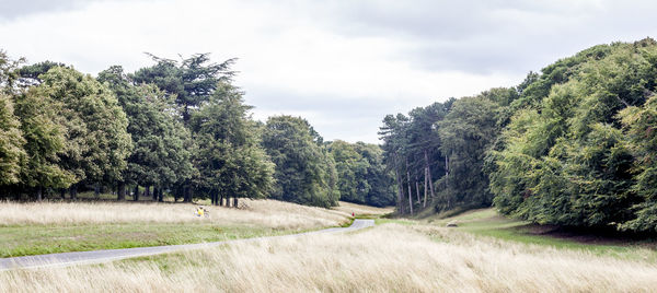 Road amidst trees on field against sky - panpramic view park dublin 