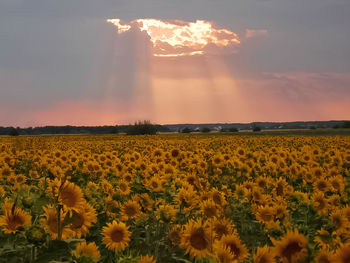 Scenic view of field against sky